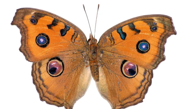 Метелик набір — стокове фото