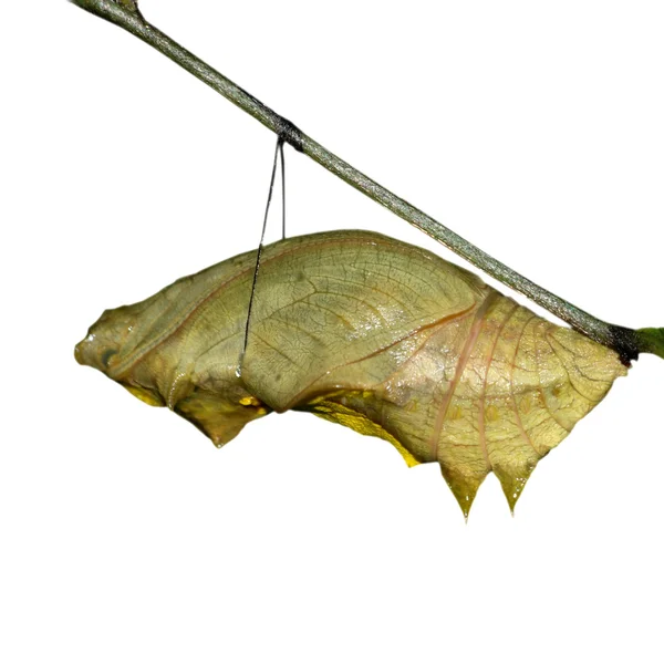 Butterfly cocoon — Stock Photo, Image