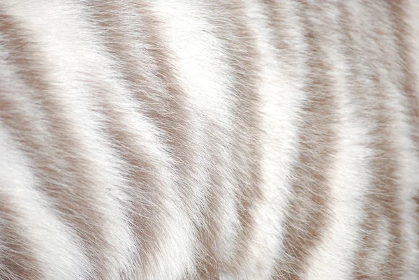 Tygří kožešina — Stock fotografie