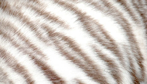 Pelliccia di tigre — Foto Stock