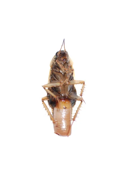Barata de insetos — Fotografia de Stock