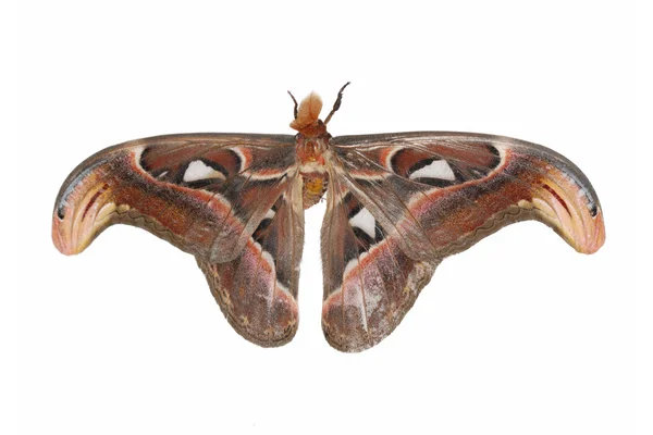 Insekt moth — Stockfoto