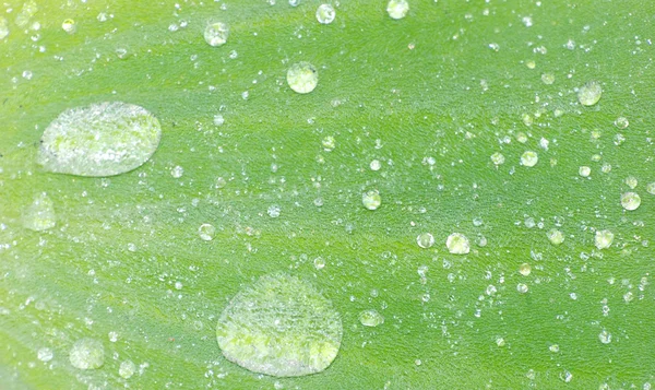 Woda kropla zielony liść — Zdjęcie stockowe