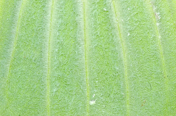 Feuille vert printemps — Photo