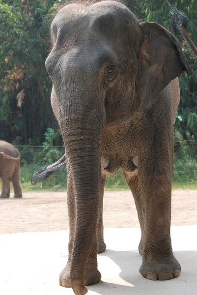 Vilda djur elefant — Stockfoto
