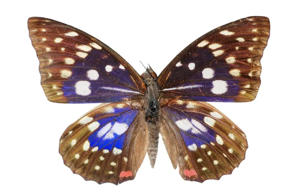 Motýl, samostatný — Stock fotografie