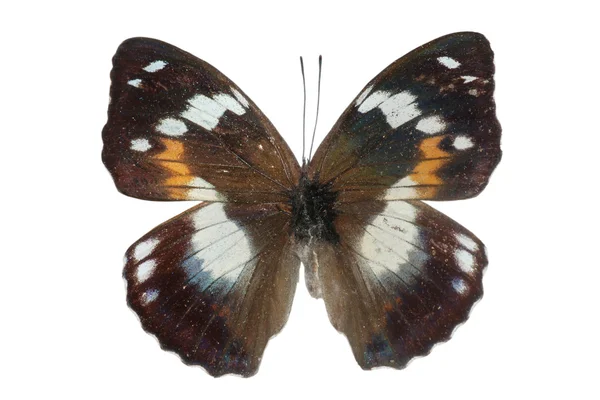 Метелик ізольовані — стокове фото