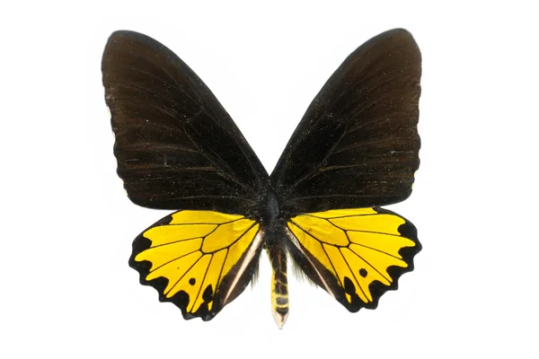 Butterfly isolerade — Stockfoto