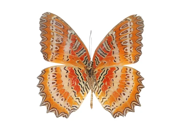 Πεταλούδα απομονωθεί — Φωτογραφία Αρχείου