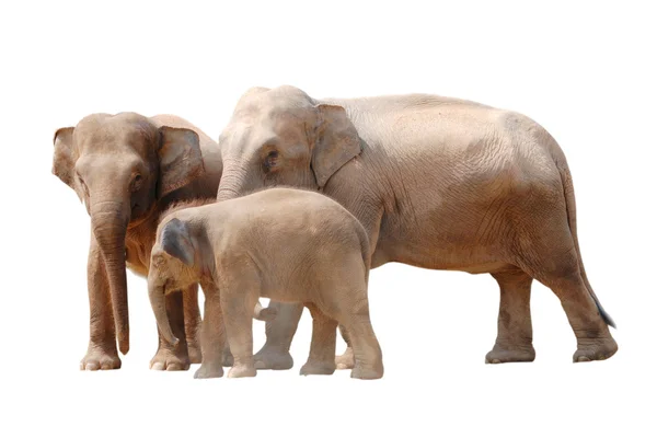 Família de elefantes animais isolados — Fotografia de Stock
