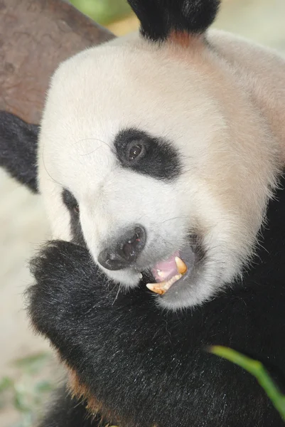 Giant panda bear — Stockfoto