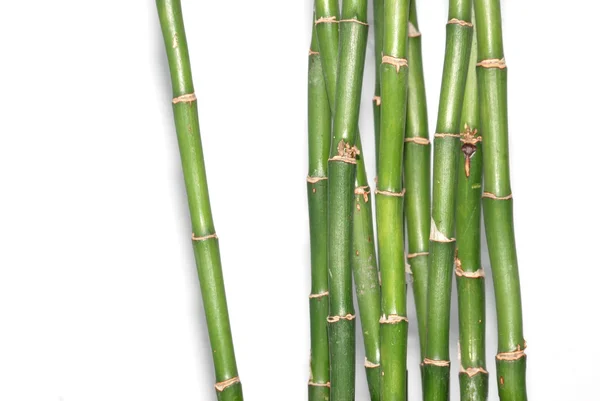 Sfondo di bambù — Foto Stock