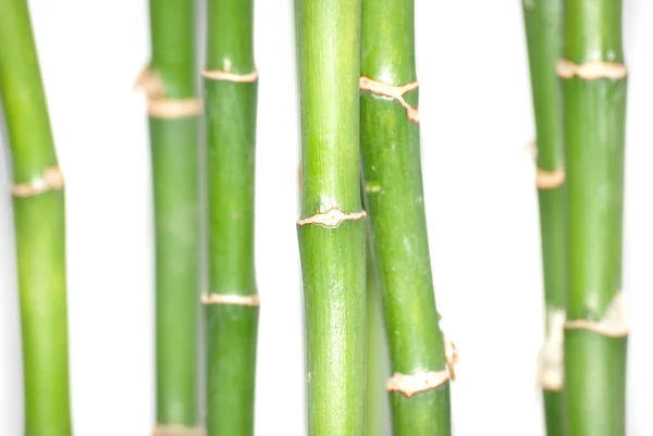 Sfondo di bambù — Foto Stock