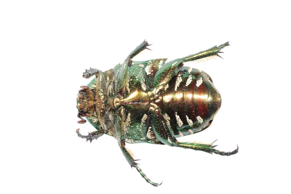 Owad chrząszcz — Zdjęcie stockowe
