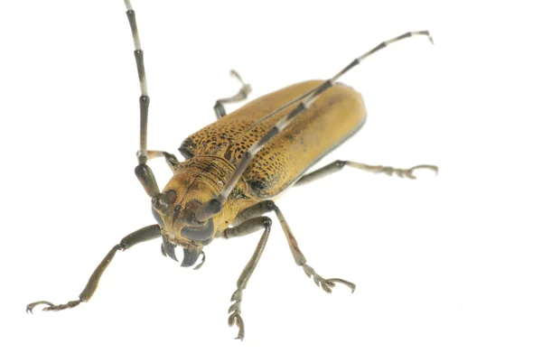 Besouro-inseto — Fotografia de Stock