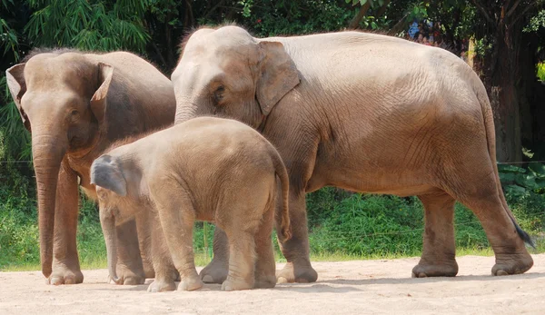 Família de elefantes animais selvagens — Fotografia de Stock
