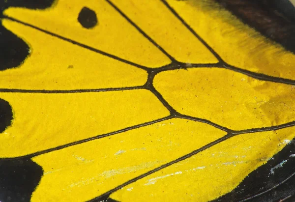 Detalhe asa borboleta — Fotografia de Stock