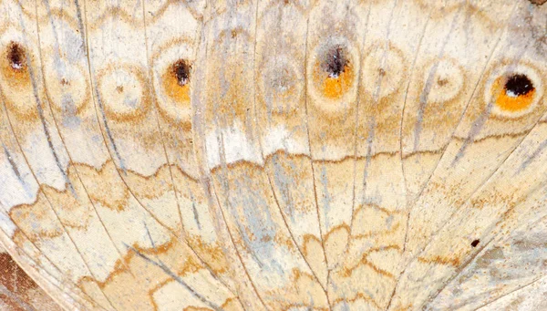 Motýlí křídlo detail — Stock fotografie