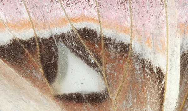 Moth wing detail — Stock Photo, Image