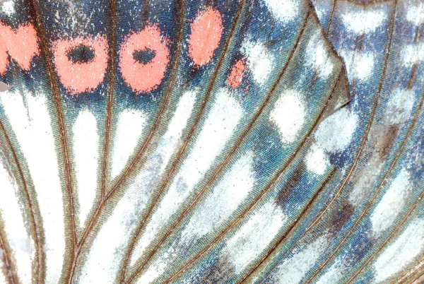 Детали крыльев бабочек — стоковое фото