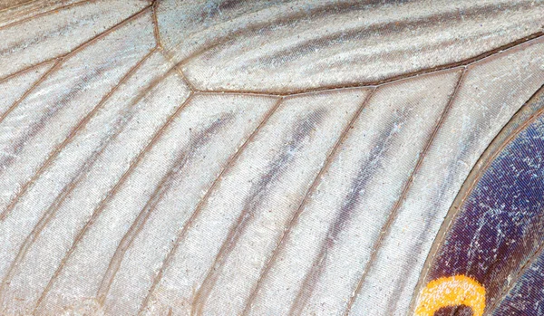 Детали крыла бабочки — стоковое фото