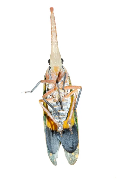 Insekt Laternenfliege Zikade — Stockfoto