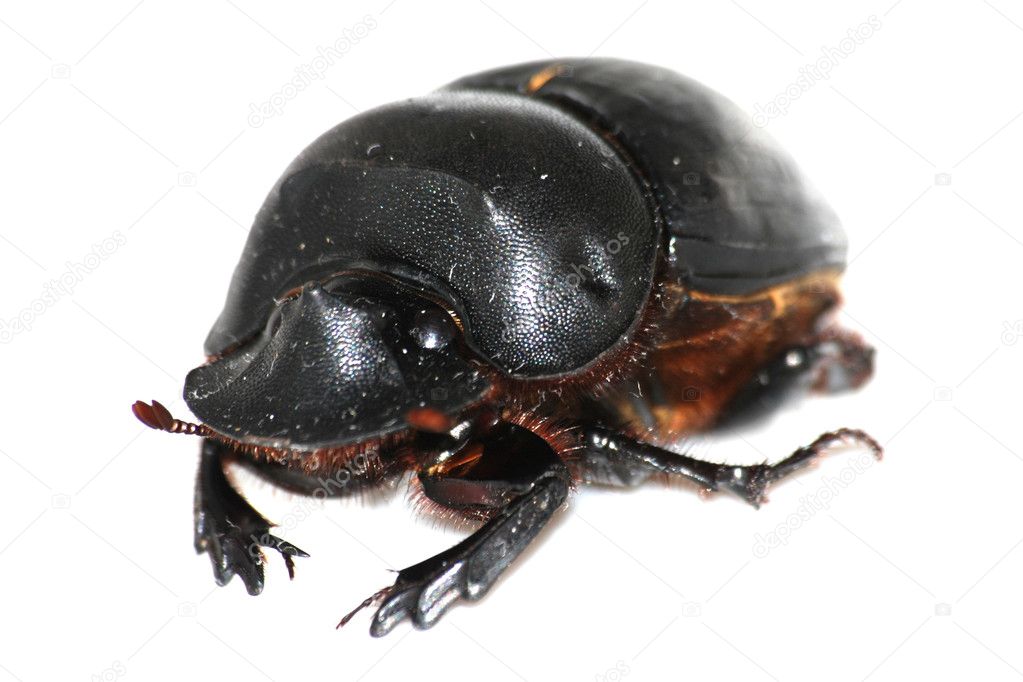 Insect dung beetle