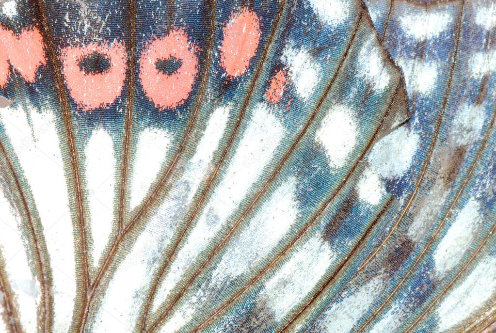 Moth butterfly wing detail