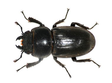 Insect stag beetle bug