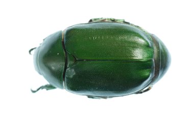 Green beetle insect isolated on white clipart