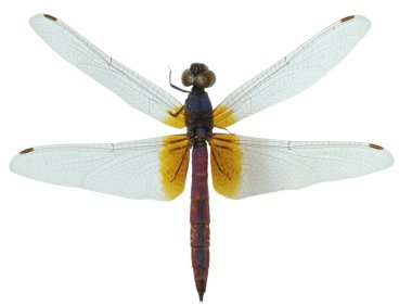 Insect dragonfly clipart