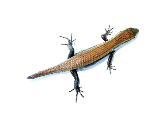 Ящерица рептилий, выделенная в белом — стоковое фото