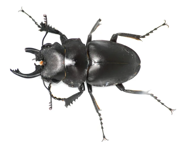 Insetto cervo scarabeo bug — Foto Stock