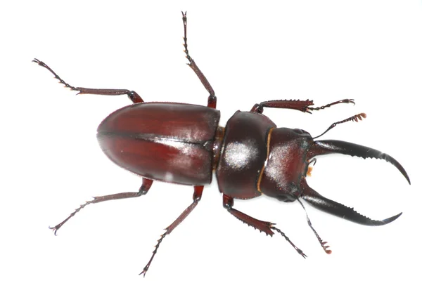 Inseto veado besouro bug — Fotografia de Stock