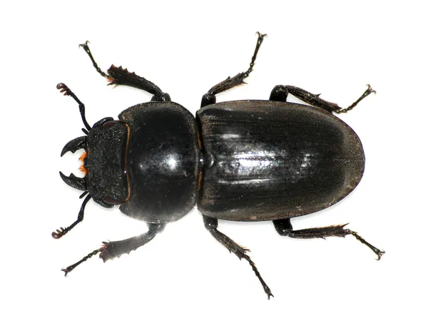 Inseto veado besouro bug — Fotografia de Stock