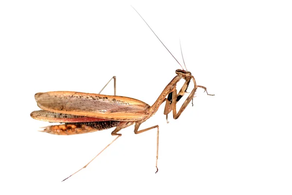 Insect brown mantis bug — Stock Photo, Image