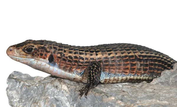 화이트에 고립 된 파충류 동물 도마뱀 — 스톡 사진