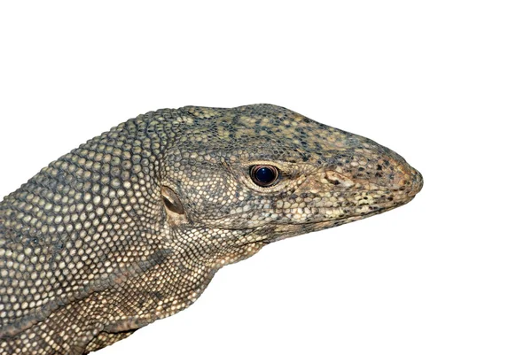 Reptile animal monitor lizard in white — Stock Photo, Image
