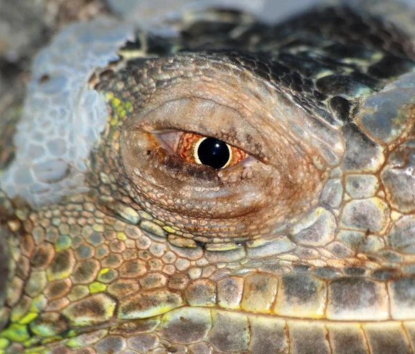 Глаз ящерицы — стоковое фото
