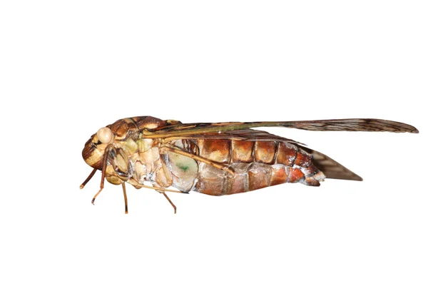 Комаха cicada — стокове фото