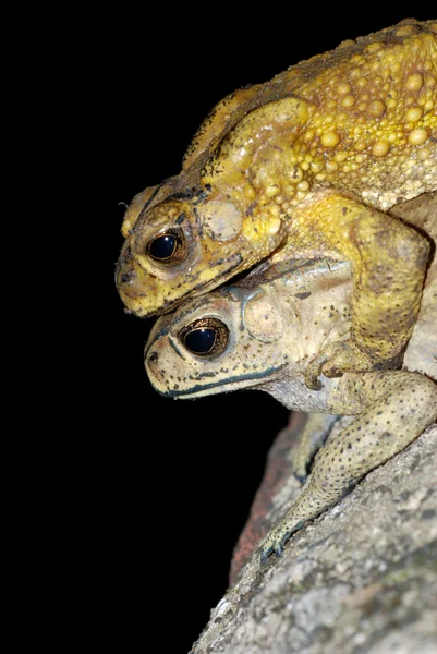 Toad mating sex — Stock Photo, Image