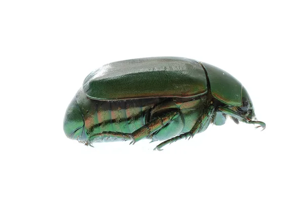 Insetto scarabeo verde isolato su bianco — Foto Stock