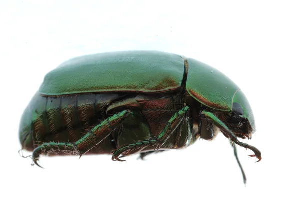 Insecto escarabajo verde aislado en blanco — Foto de Stock