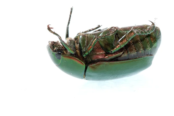 흰 바탕에만 있는 녹색 벌레 — 스톡 사진