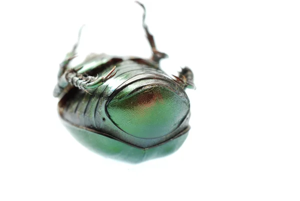 Zelený brouk hmyz izolovaný na bílé — Stock fotografie