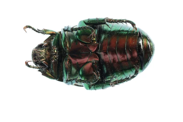 Insecto escarabajo verde aislado en blanco —  Fotos de Stock