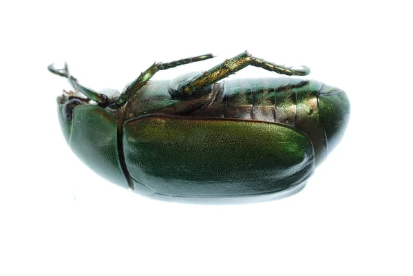 Insecte scarabée vert isolé sur blanc — Photo