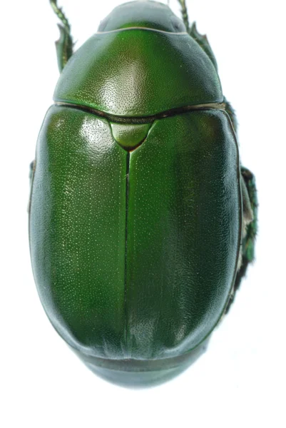 用白色隔离的绿色甲虫 — 图库照片