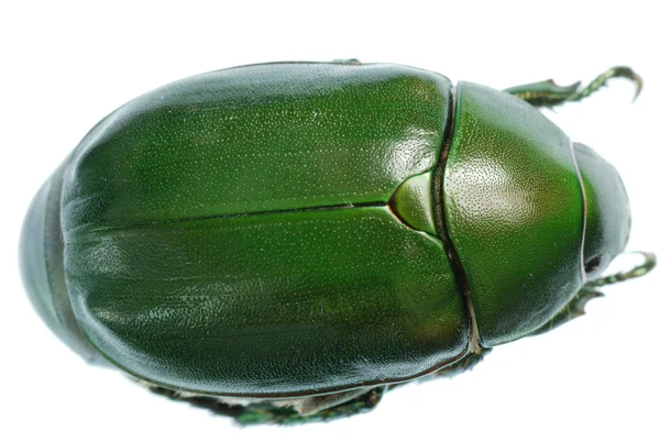 Grünes Käferinsekt isoliert auf weiß — Stockfoto