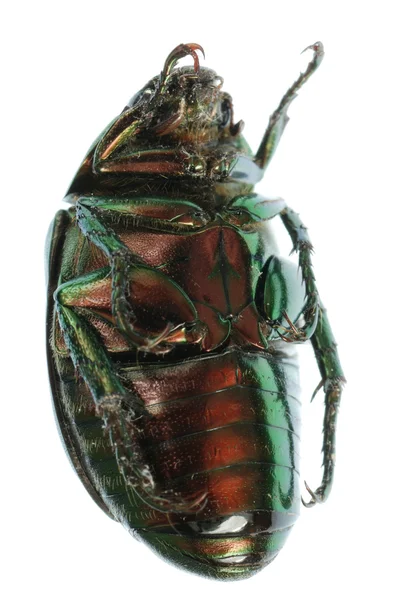 Зеленое жуковое насекомое, изолированное на белом — стоковое фото